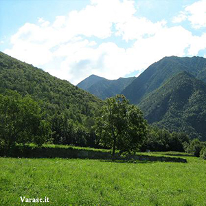 Varasc