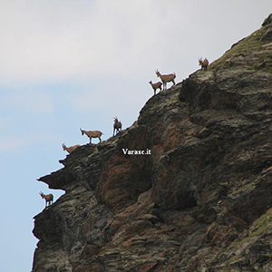 Varasc