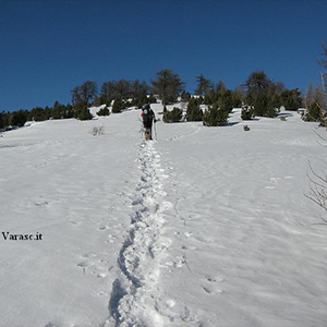 Varasc