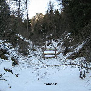 Varasc