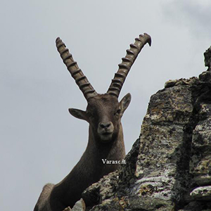 Varasc
