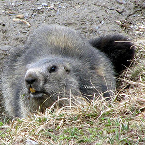 Varasc
