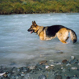 Varasc