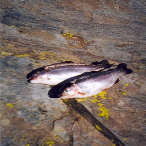 Varasc