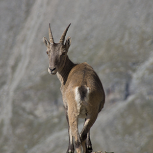 Varasc
