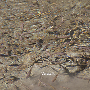 Varasc